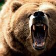 FM Bear