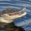 logicgator